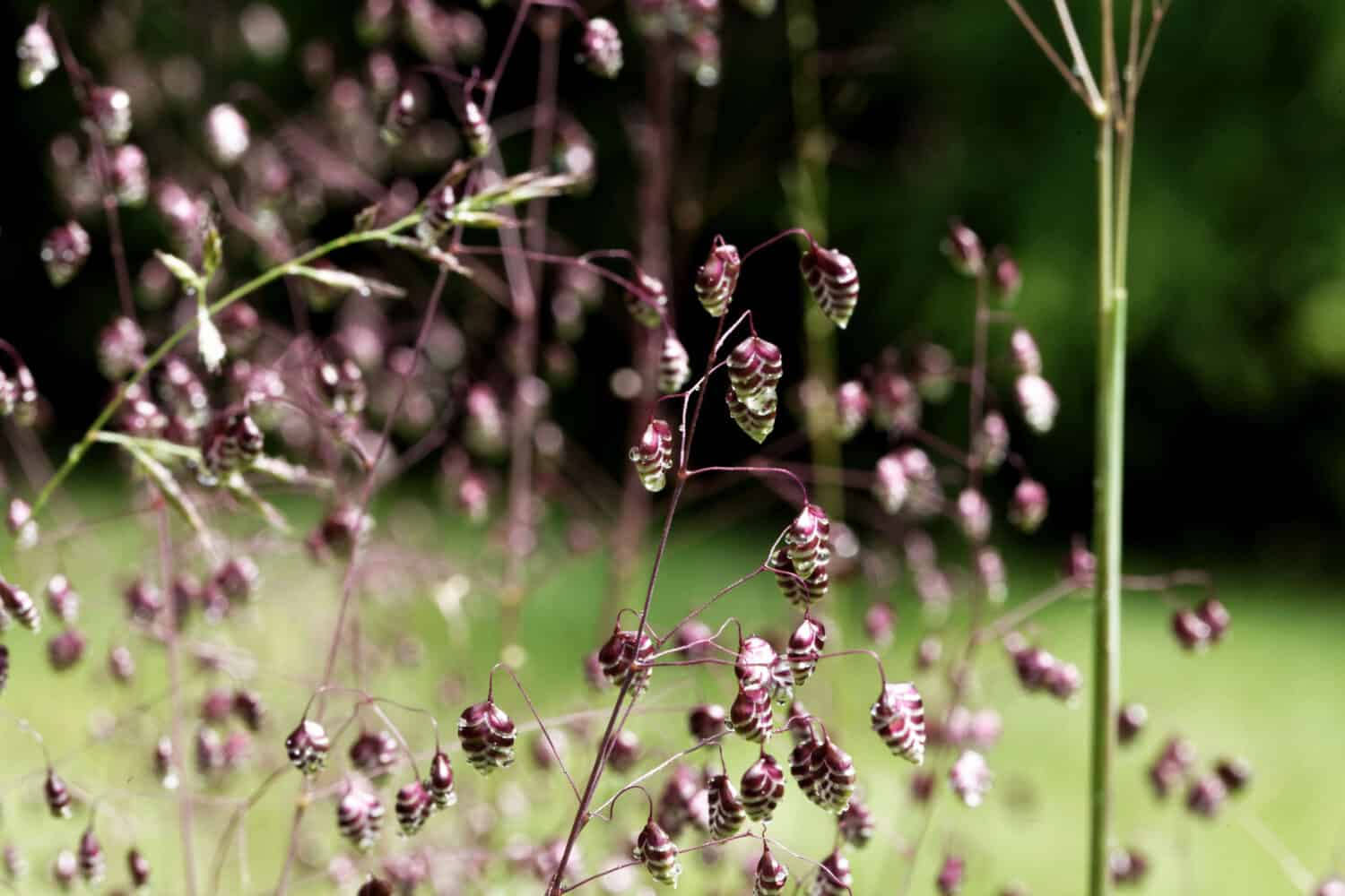 Spikes of the common quaking grass (Briza media)