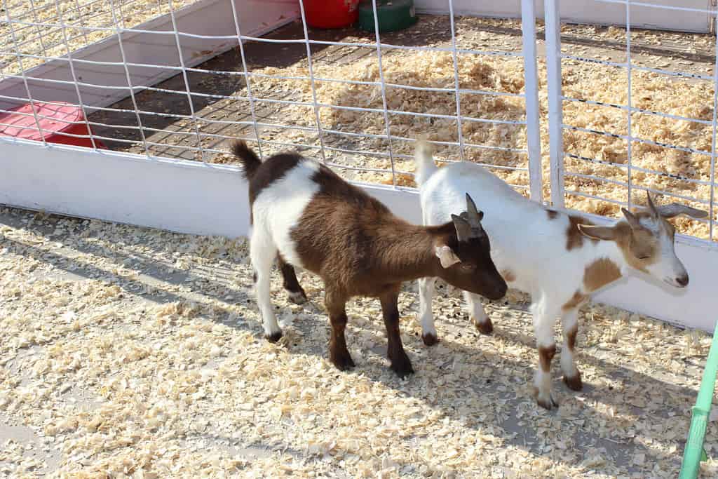 Small Goats at Missouri State Fair in Sedalia, MO