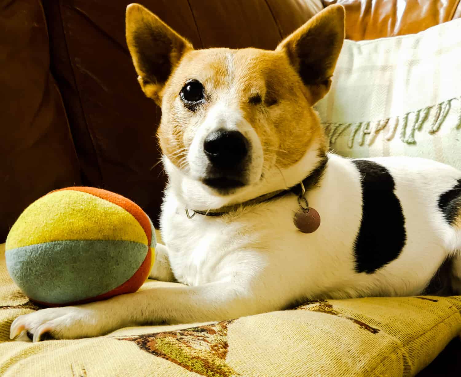 Elderly tri coloured one eyed Jack Russell terrier, after Lens luxation, sitting on a cushion with favourite soft toy. Ears pricked. Wearing collar with blank metal name disc.