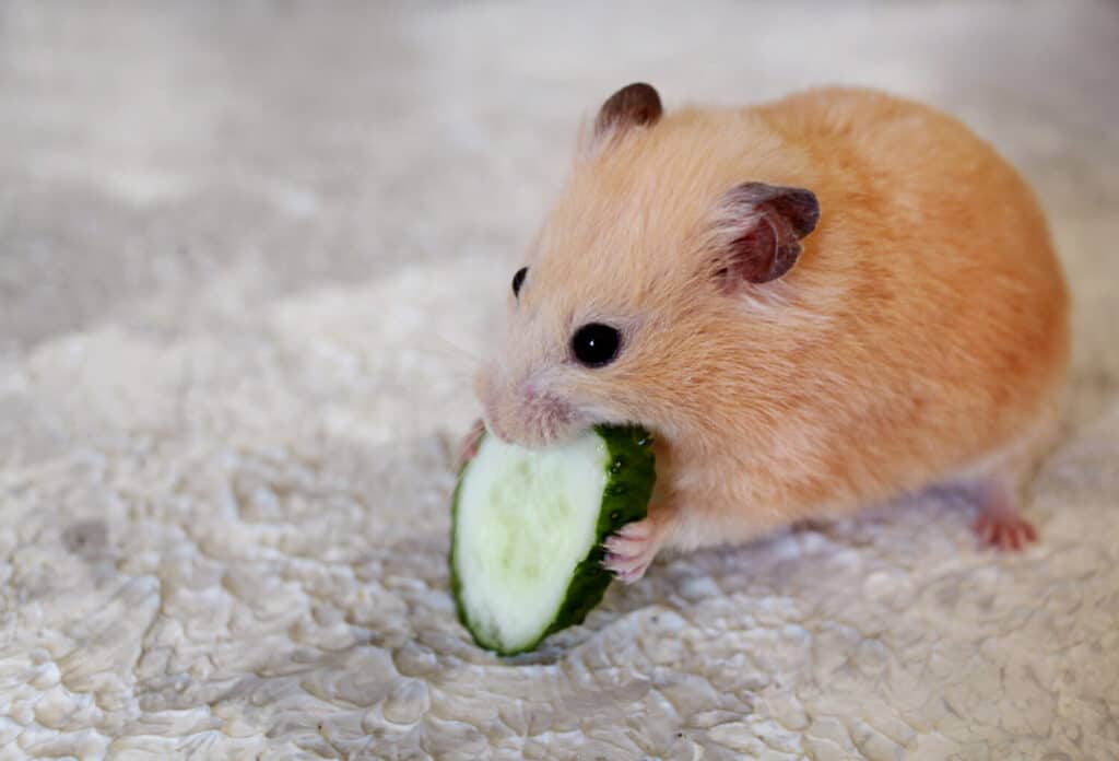 a hamster eats a cucumber