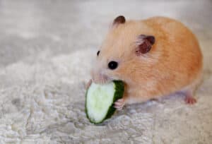 Can Hamsters Eat Cucumbers? Picture