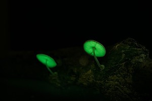 11 Mushrooms that Glow in the Dark Picture