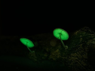 A 11 Mushrooms that Glow in the Dark