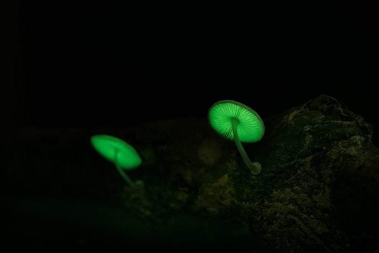 bioluminescent mushroom grow on dead wood