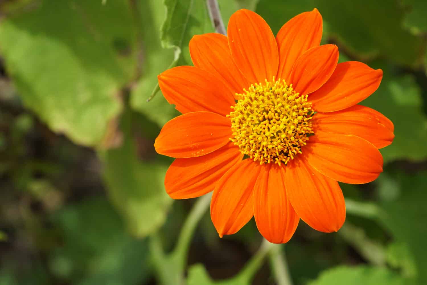 Mexican sunflower or Tithonia diversifolia, Tree marigold, insulin leaf, Japanese sunflower, Nitobe chrysanthemum