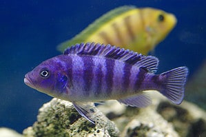 The 12 Best Tank Mates to Pair with Cichlids Picture