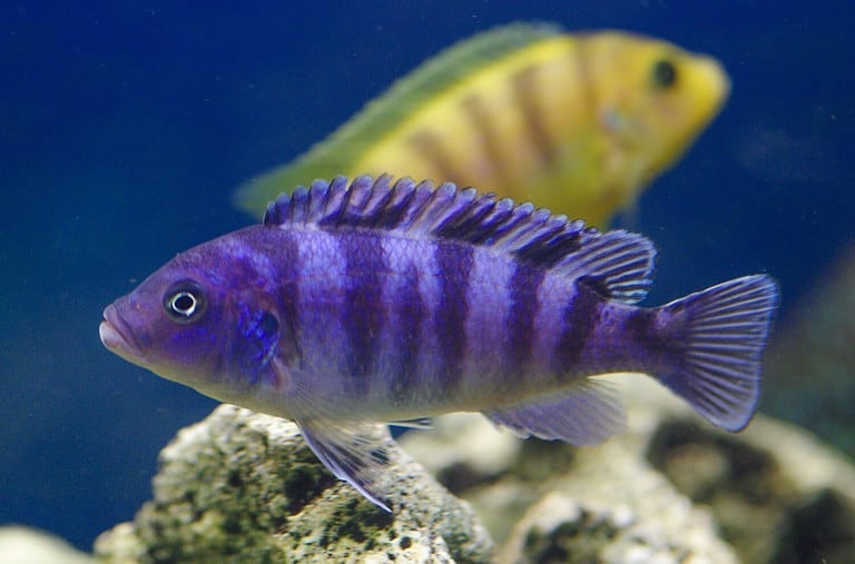 African cichlids in the aquarium. Pseudotropheus lombardoi africa cichlid in the aquarium
