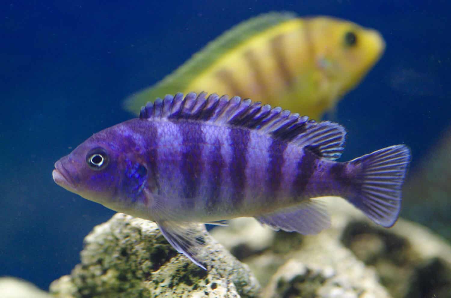 Pseudotropheus lombardoi in the aquarium