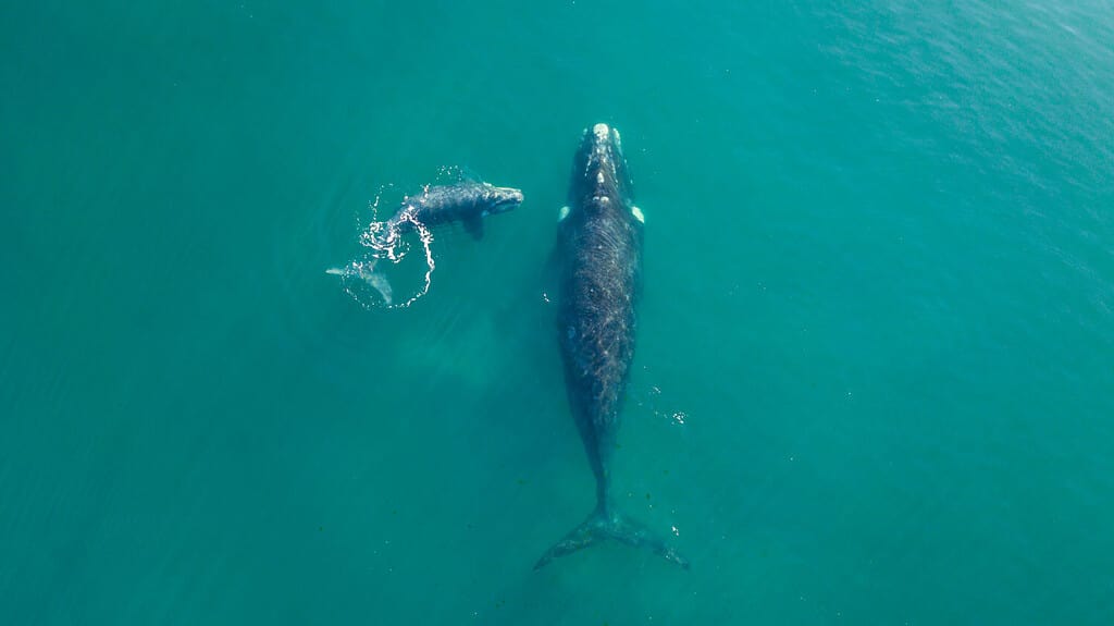 Right Whale swimming in the atlantic ocean