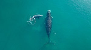 Whale Swims Up to Paddleboarder and Gently Pushes Him Through the Water Picture