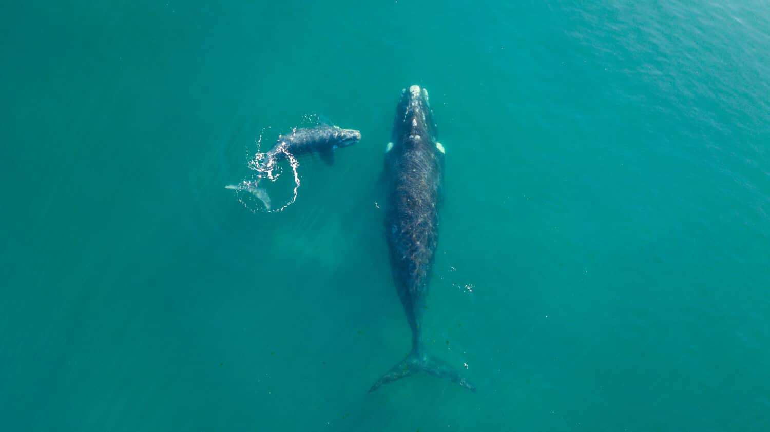 Right Whale swimming in the atlantic ocean