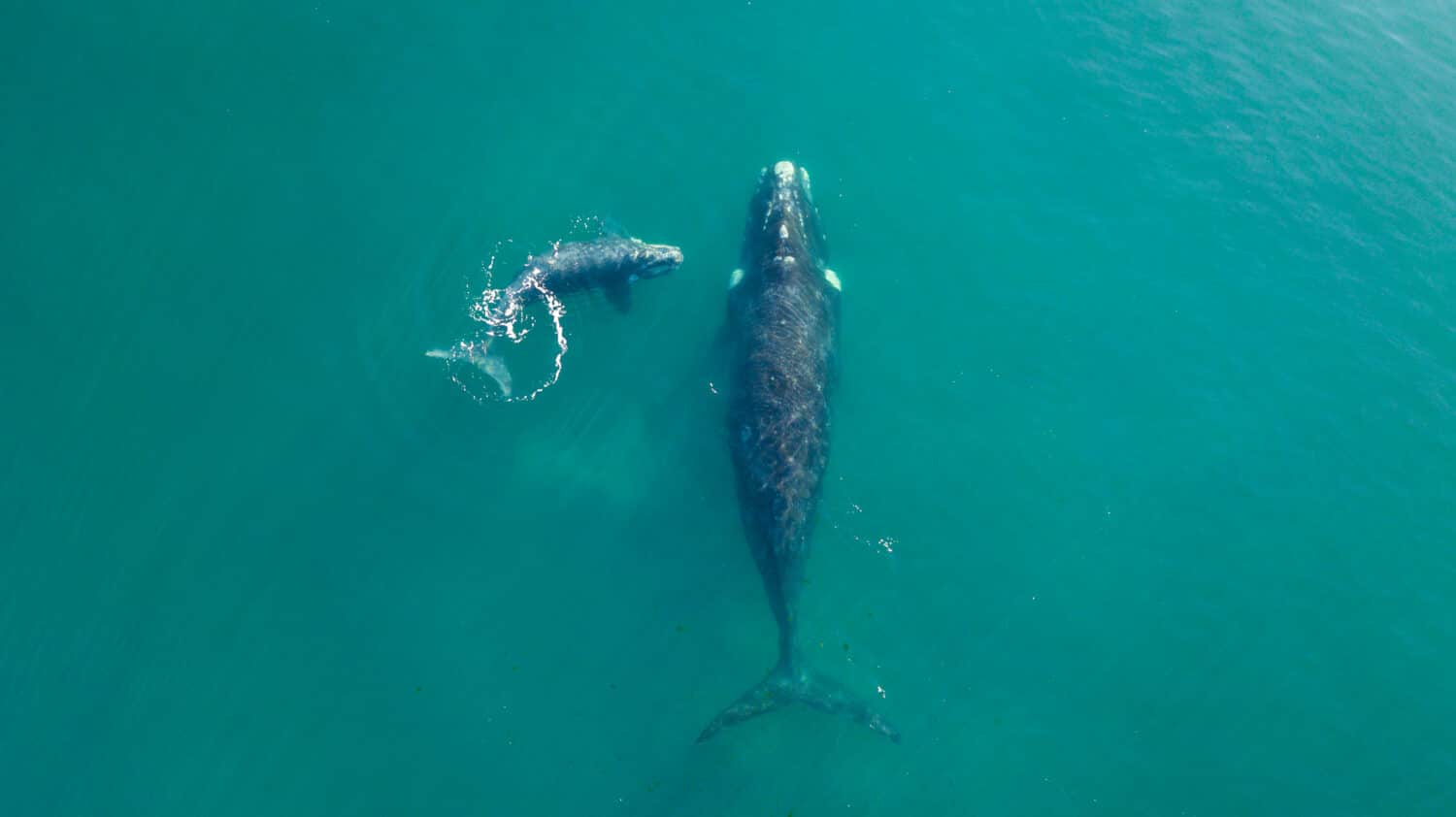 Whale Swims Up to Paddleboarder and Gently Pushes Him Through the Water ...