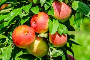 Apple Picking in North Carolina: The 25 Best Orchards and Farms photo