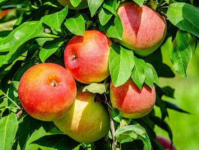 A Discover When Apples Are in Peak Season Across the U.S.