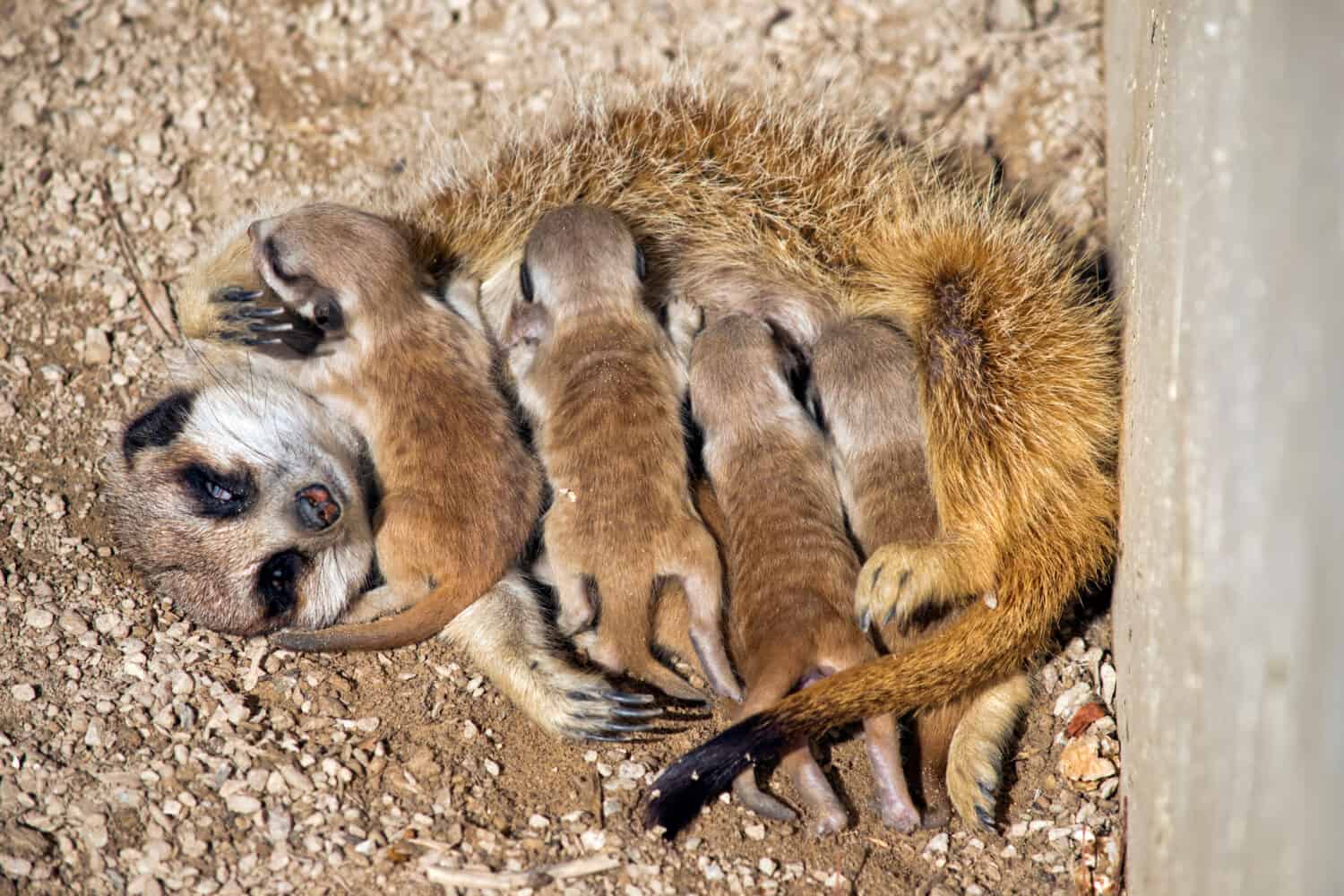 the meerkat 9 day old babies are feeding milk from the mother meerkat