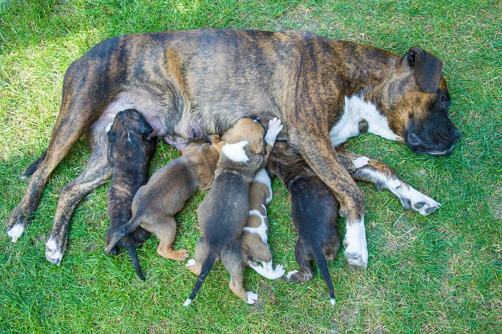 Mom dog, boxer feeds puppies on the green grass