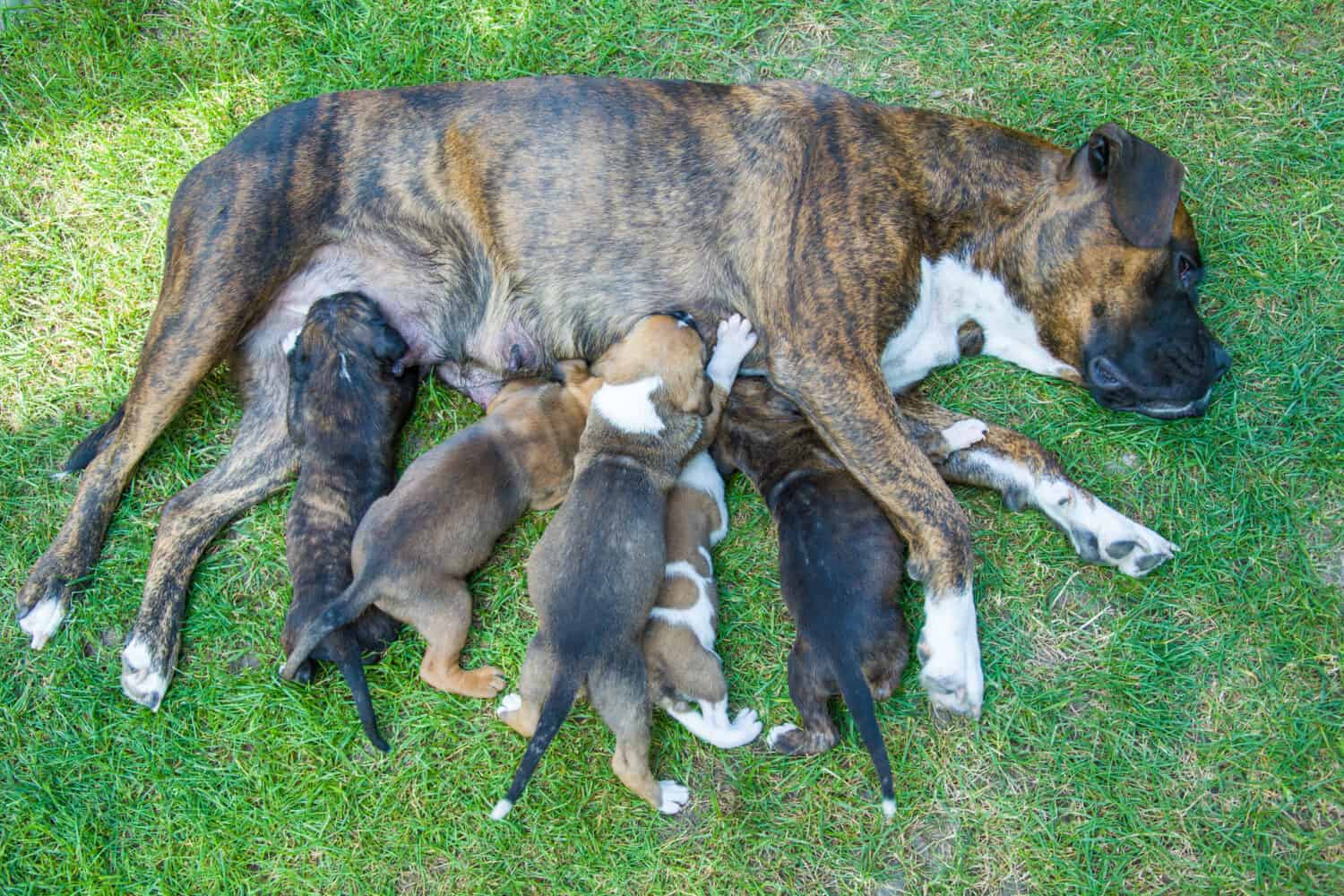 Mom dog, boxer feeds puppies on the green grass