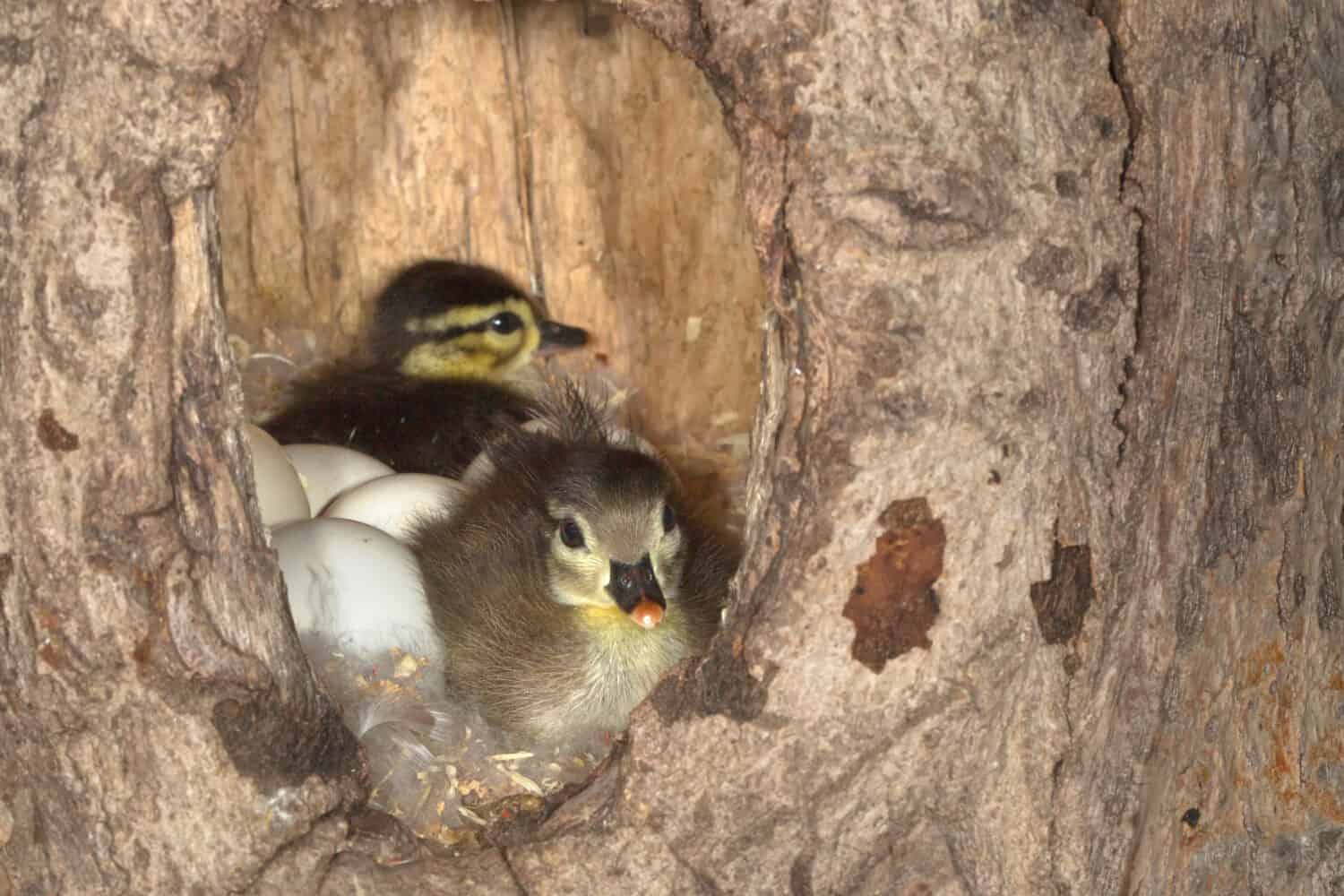 Wood Duck ducklings taken in Minnesota Agnieszka Bacal.