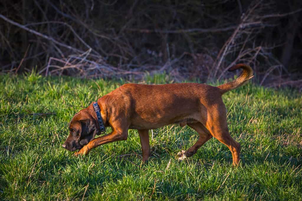 bloodhound at the evening on a hunt getting a smell