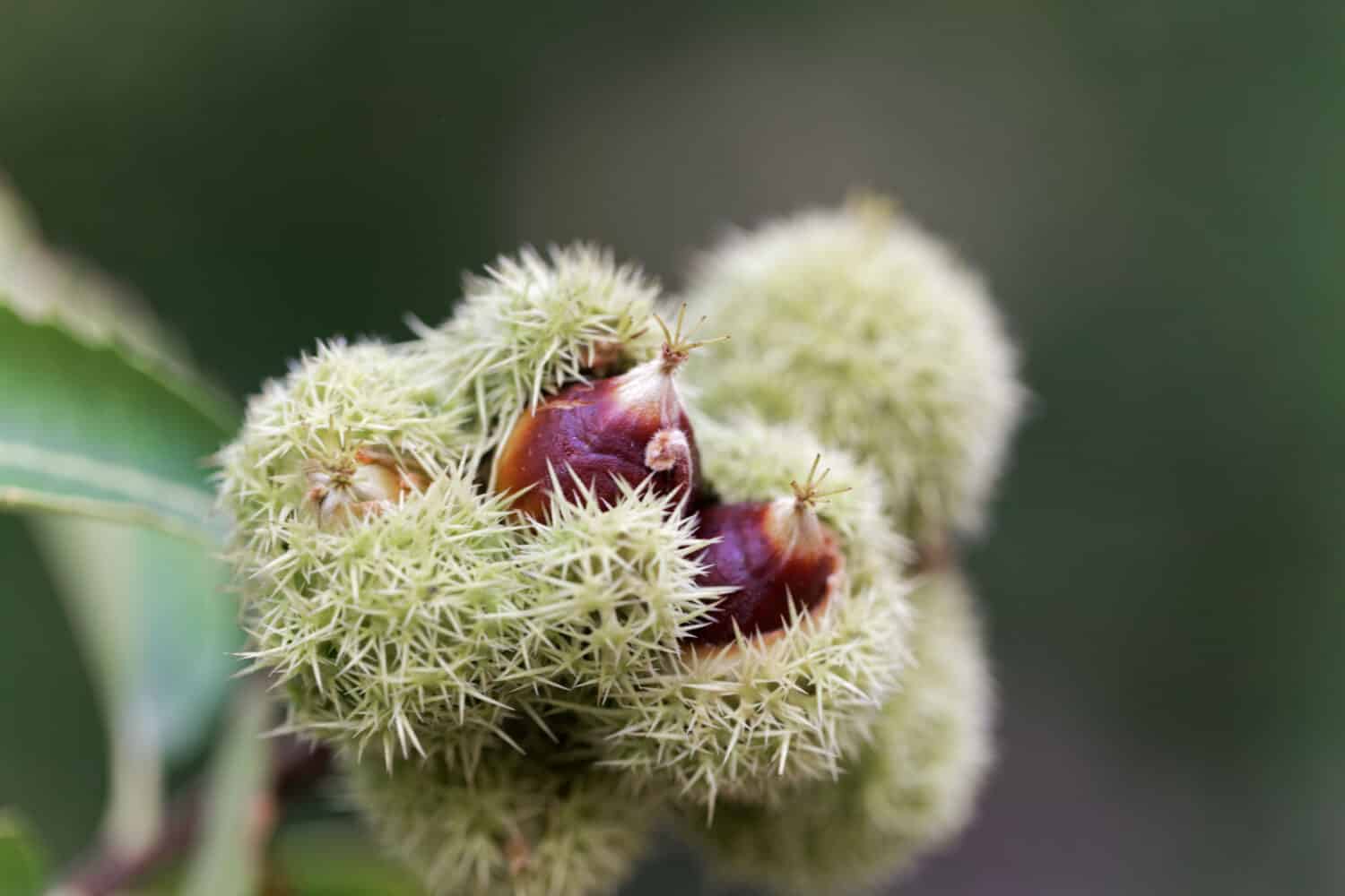 Fruits of an American chinquapin tree (Castanea pumila).