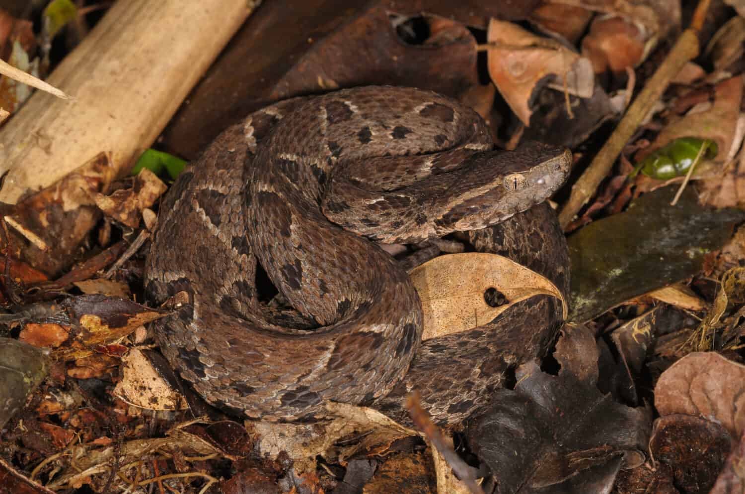 Jararacussu snake (bothrops Jararacussu) 
