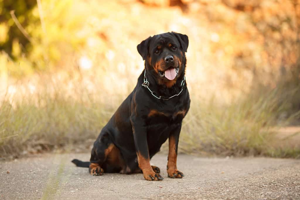 beautiful big dog breed Rottweiler for a walk autumn