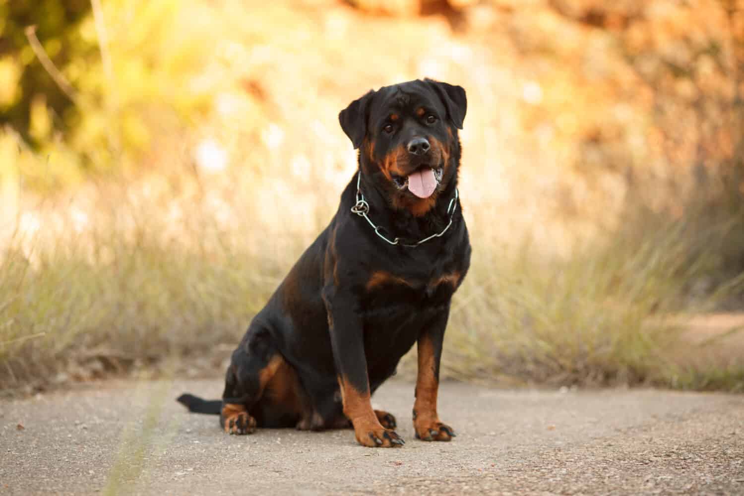 beautiful big dog breed Rottweiler for a walk autumn