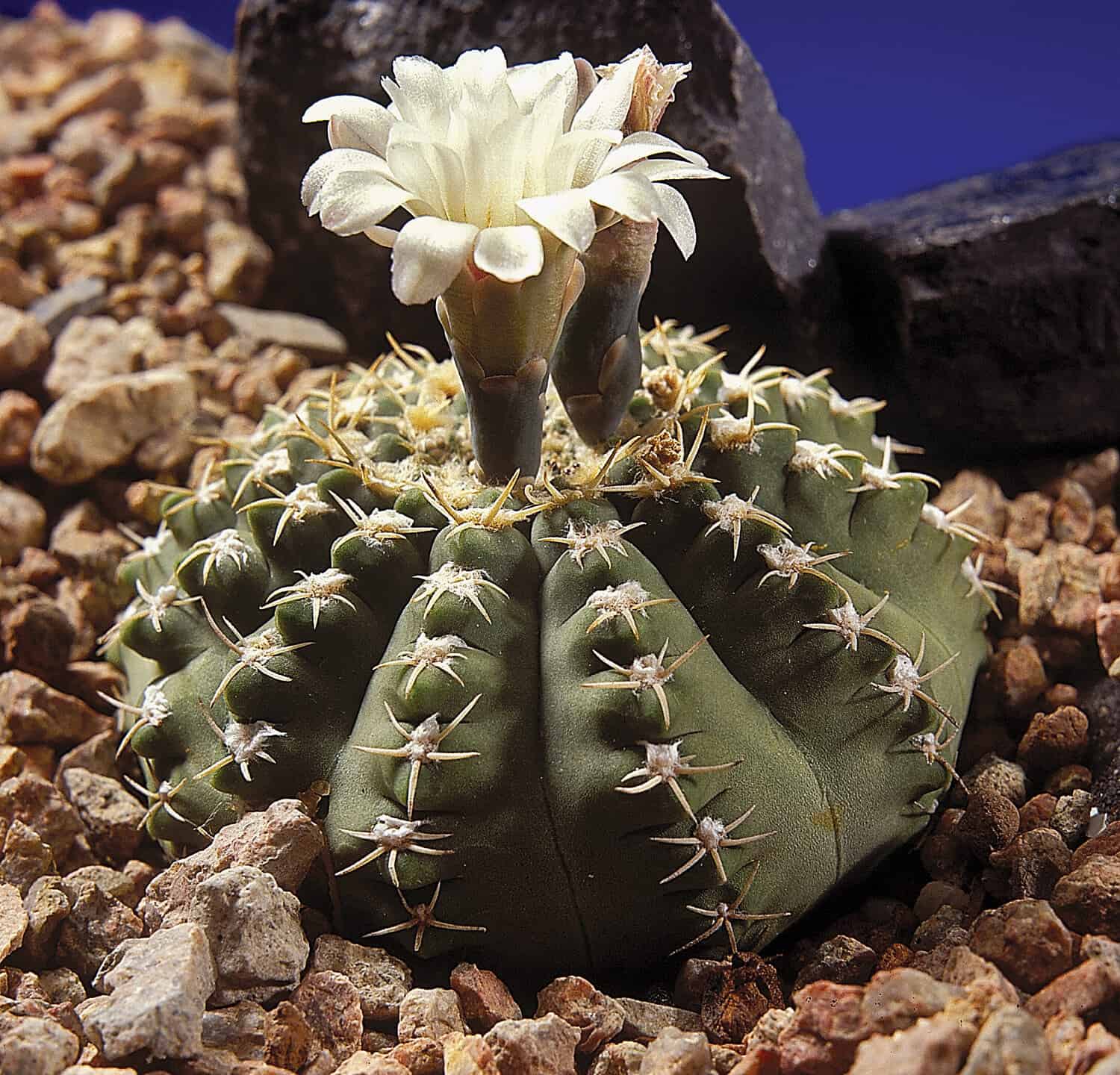 Cactus. Gymnocalycium quehlianum v. albispinum with flower. A unique studio photographing with a beautiful imitation of natural conditions on a stones background.