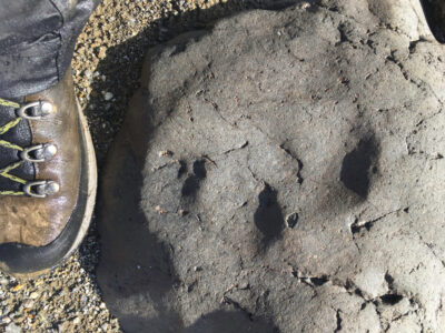 A Paleontologists Discover an Epic “Dinosaur Coliseum” Hidden in the U.S.