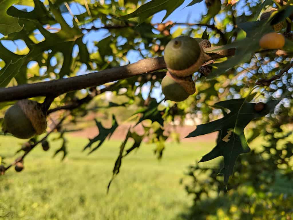 Close up of a pair of two pin oak acorns on a branch in the shade in a sunny meadow field with leaves
