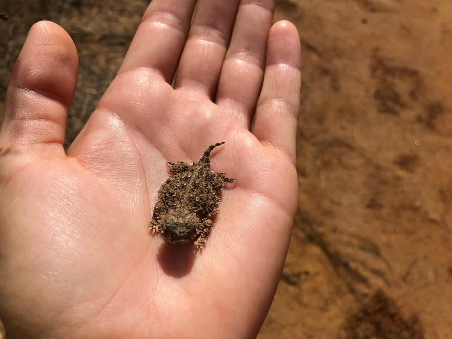 Holding pygmy short horned lizard, north-east San Diego