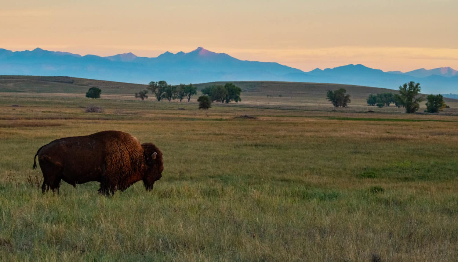 Bison in the Morning Light on the Colorado Plains