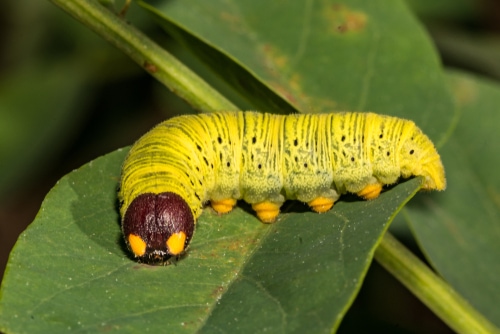 Silver-spotted Skipper Caterpillar (Epargyreus clarus)