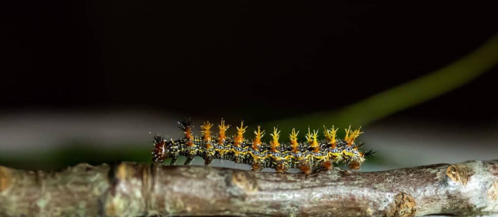 A question mark caterpillar poses on a stick