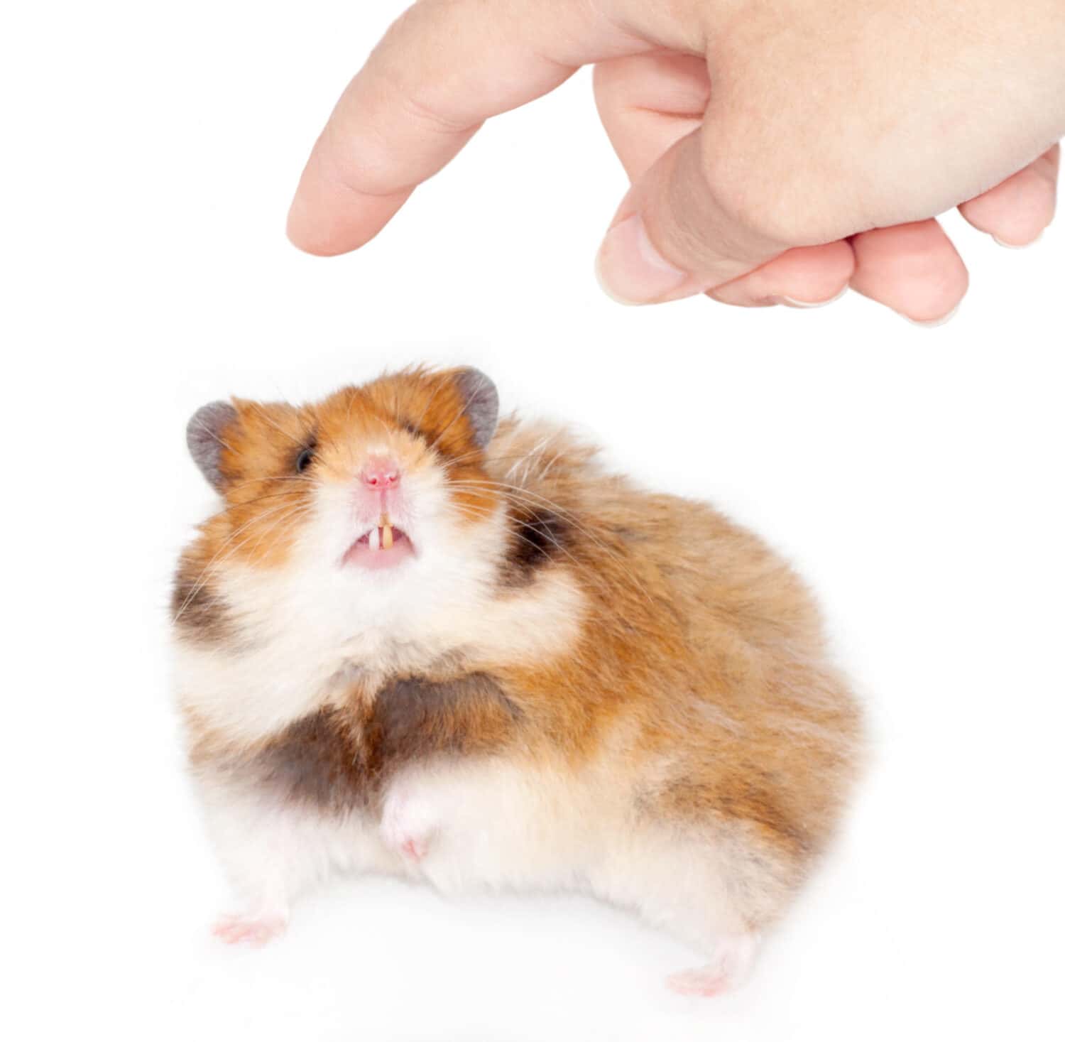 Frightened Syrian hamster wants to bite a man's finger. isolated on white background