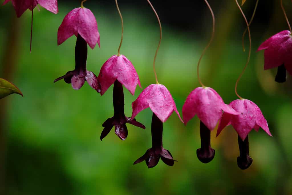 Pink flowers of the Purple Bell Vine also called Black Mans Willie (Rhodochiton atrosanguineus)