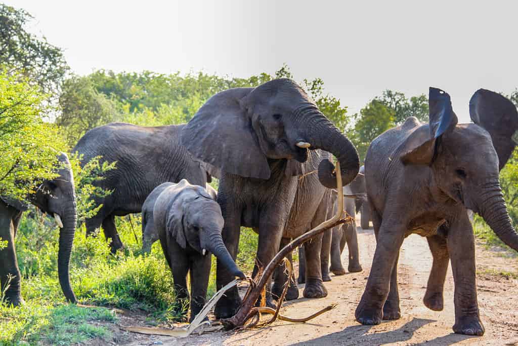 A mother African bush elephant in aherd gets aggressive as she defends her young against others