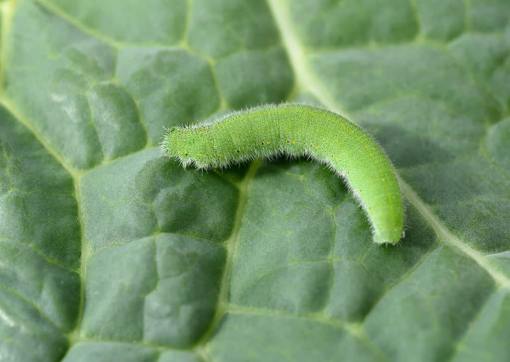 Caterpillars, small cabbage white, pieris rapae