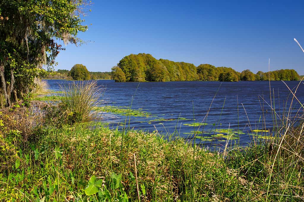 How Many Alligators Live in Florida's Sawgrass Lake? - AZ Animals