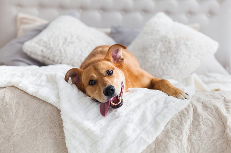 Happy ginger mixed breed dog in luxurious bright colors