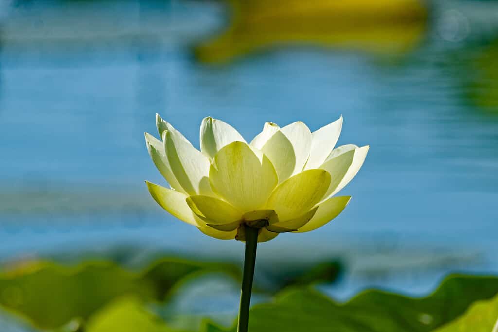 An American Lotus blossoms above a lake. These flowers are native to America and can be found covering quiet lakes and ponds during the summer months.