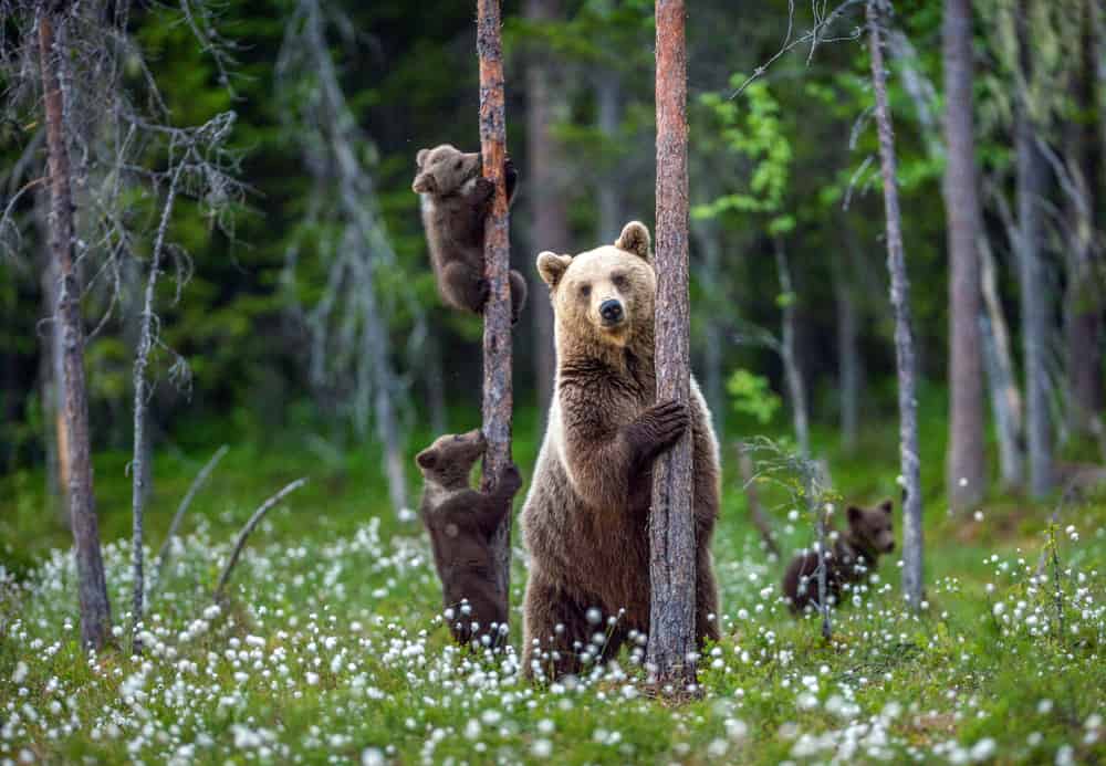 Brown bear, scientific name: Ursus arctos. Summer season.
