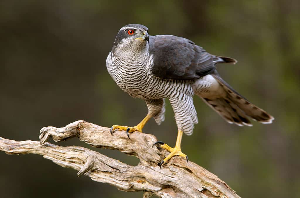 Adult male of Northern goshawk, Accipiter gentilis