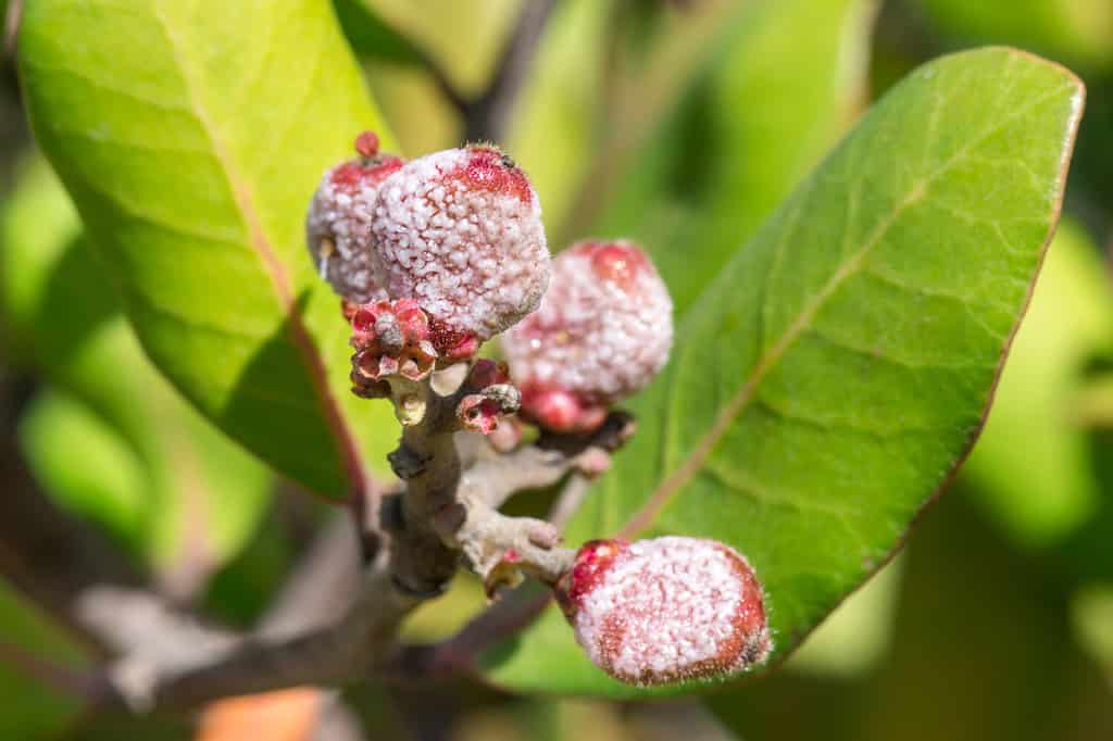 Macro closeup ripe sticky red fruits of Rhus integrifolia lemonade berry bush in natural environment