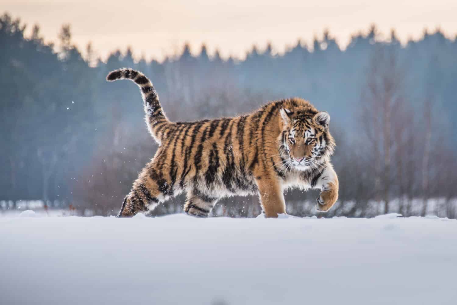 Siberian Tiger in the snow (Panthera tigris)