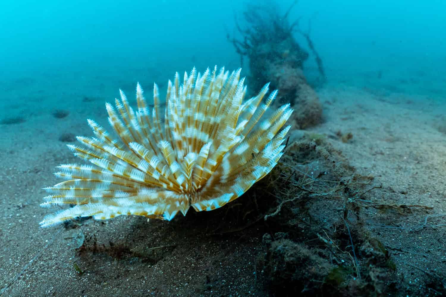 A feather duster worm, Sabellastarte spectabilis, sits with its tentacles out, on a shallow silty sea floor next to an old encrusted mooring chain.