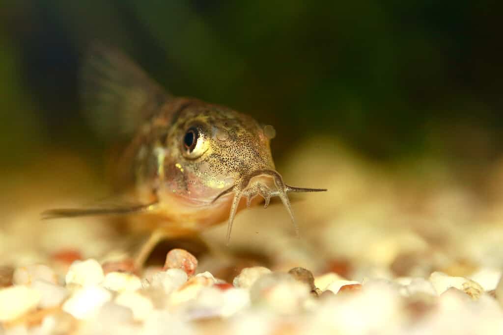 Small catfish. Cory catfish. Corydoras catfish. Peppered cory catfish. Corydoras paleatus frontal closeup with blurred natural background.