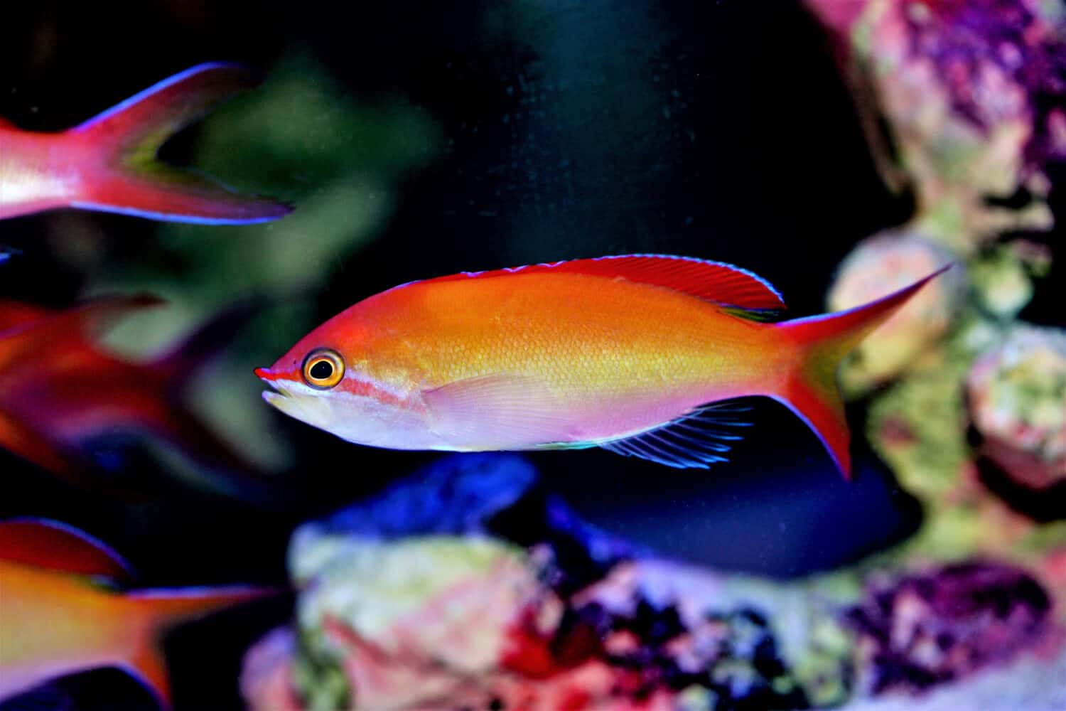 The beautiful Flame Anthias (Pseudanthias ignitus) in marine aquarium. It is a colorful anthias that is a rare find in the aquarium trade.