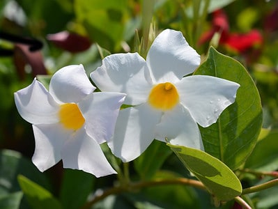A Will Mandevilla Survive Winter Outside? 5 Tips for Keeping Them Alive