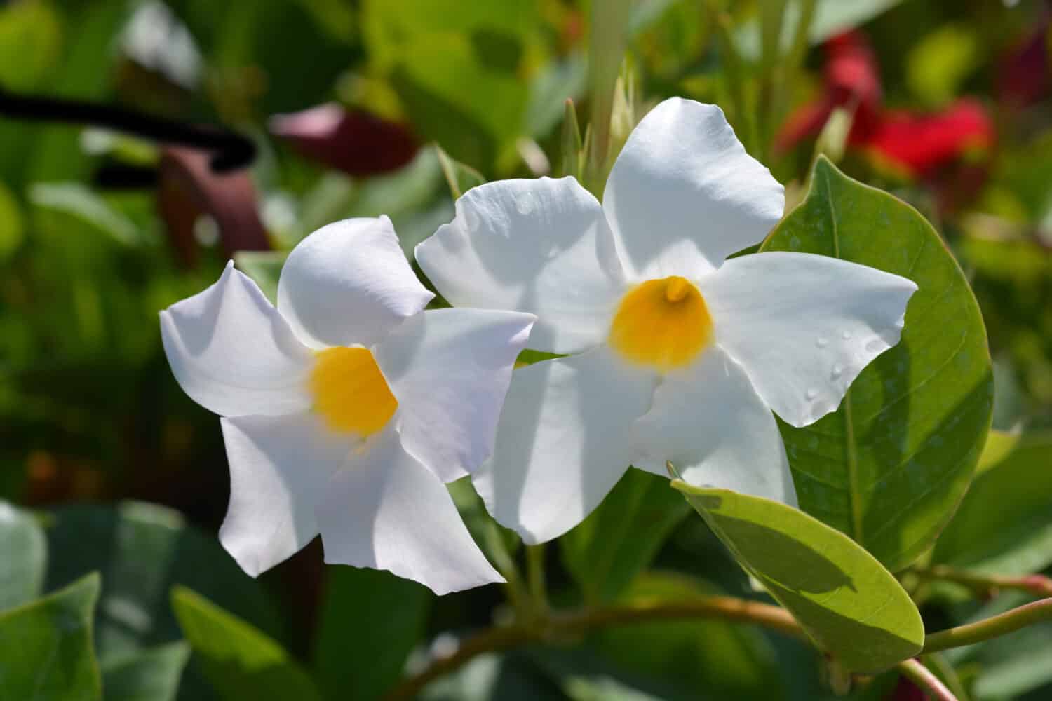 White mandevilla flower - Latin name - Mandevilla boliviensis